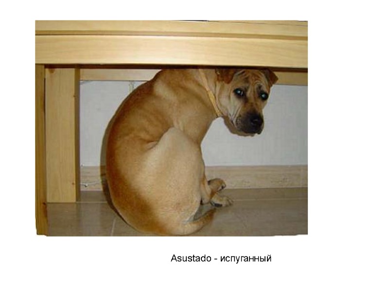 Asustado - испуганный